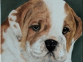 Bildplatte - 20cm - engl.Bulldogge